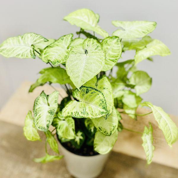 おしゃれ 観葉植物：シンゴニューム ピクシー*シンゴニュウム 5号