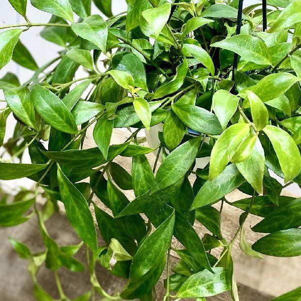 おしゃれ 観葉植物：エスキナンサス ブラックパゴダ*5号 吊り鉢 : 遊恵