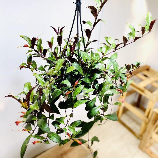 おしゃれ 観葉植物 エスキナンサス ブラックパゴダ 5号 吊り鉢 F5716v 遊恵盆栽 Yahoo 店 通販 Yahoo ショッピング