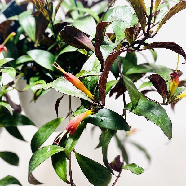 おしゃれ 観葉植物：エスキナンサス ブラックパゴダ*5号 吊り鉢 : 遊恵