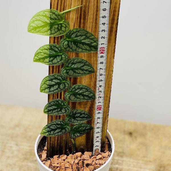 おしゃれ 観葉植物 モンステラ ドゥビア Monstera Dubia F5719v 遊恵盆栽 Yahoo 店 通販 Yahoo ショッピング