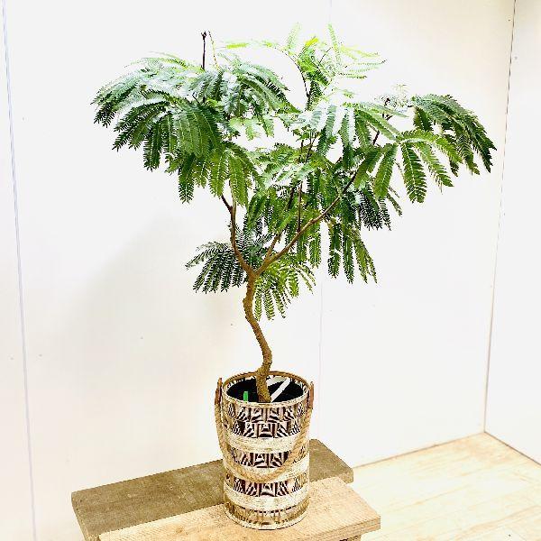 おしゃれ 観葉植物：ネムノキ エバーフレッシュ*鉢カバーセット 大型