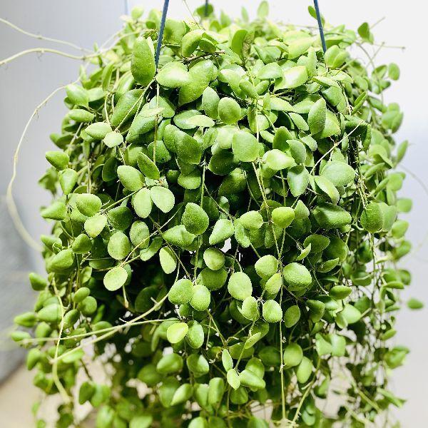 おしゃれ 観葉植物：ホヤ スラウェシ*吊り鉢 7号 : 遊恵盆栽 Yahoo!店