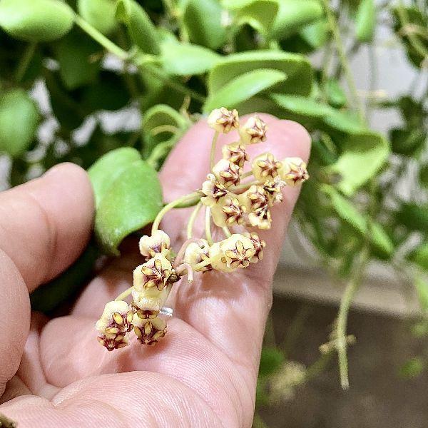 おしゃれ 観葉植物：ホヤ スラウェシ*吊り鉢 7号 : 遊恵盆栽 Yahoo!店