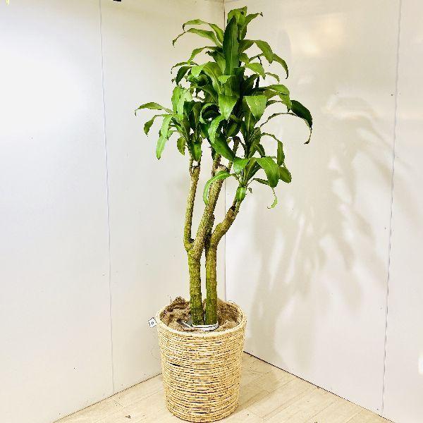 国産 おしゃれ 観葉植物 幸福の木 マッサンギアナ バスケット付き 大型佐川急便 現品2番 F5730v 遊恵盆栽 Yahoo 店 通販 Yahoo ショッピング 即発送可能 Mobile Scotturb Com