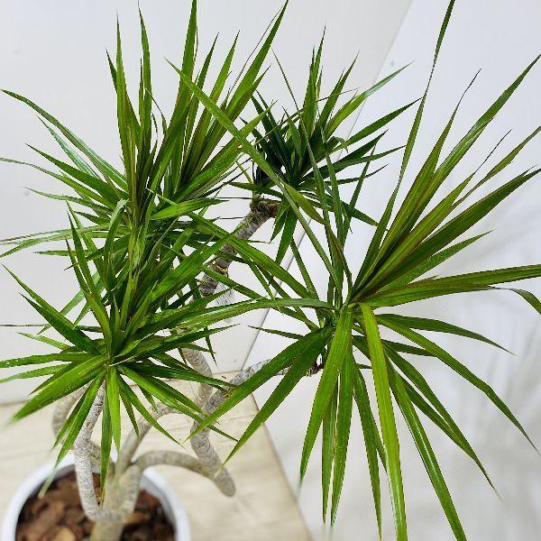 おしゃれ 観葉植物 ドラセナ コンシンネ 龍*陶器鉢 大型佐川便配送