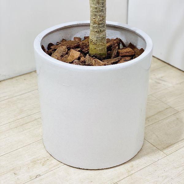 おしゃれ 観葉植物 ドラセナ コンシンネ 龍*陶器鉢 大型佐川便配送 