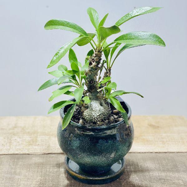 信頼 アリ植物 観葉植物 ミルメコディア ベッカリー 鉢植え 現品 アウトレット送料無料 Www Maxipiso Com Ar