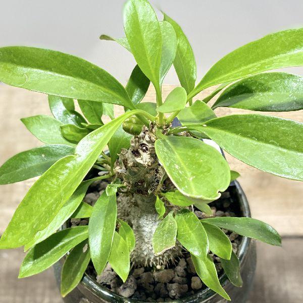 アリ植物 観葉植物 ミルメコディア ベッカリー 鉢植え 現品 F5738v 遊恵盆栽 Yahoo 店 通販 Yahoo ショッピング