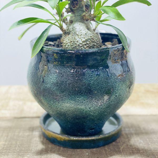 アリ植物 観葉植物：ミルメコディア ベッカリー*鉢植え 現品 : 遊恵