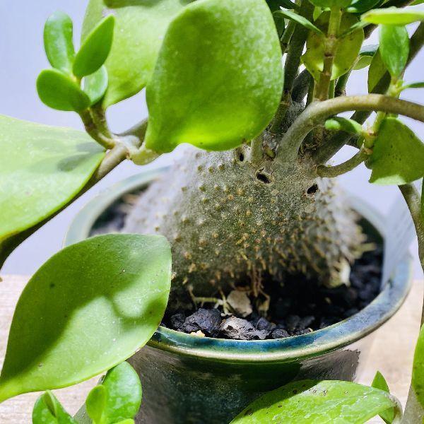 アリ植物 観葉植物：ヒドノフィツム パプアナム*鉢植え 現品 : 遊恵