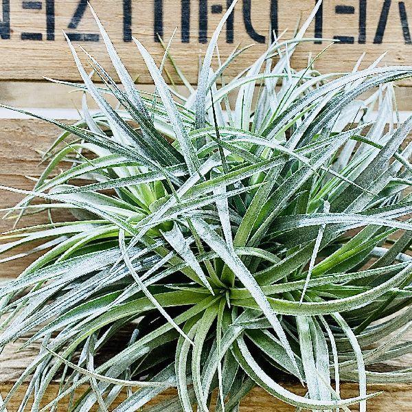 おしゃれ 観葉植物 エアープランツ チランジア コットンキャンディ クランプ F5742v 遊恵盆栽 Yahoo 店 通販 Yahoo ショッピング