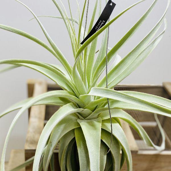 【現品】多頭　ストラミネア　チランジア　ティランジア　エアープランツ　クランプ おしゃれ 観葉植物 エアープランツ：チランジア ストリクア