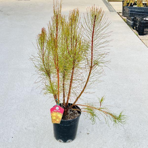 安い購入 おしゃれ 観葉植物 オーラックス ブロンズヘイズ 7号 代引き手数料無料 Web Escgroup Com