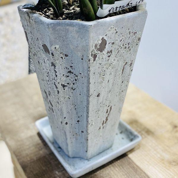 おしゃれ 観葉植物：金銭樹 ザミオクルカス レイバン*鉢植え 受皿付