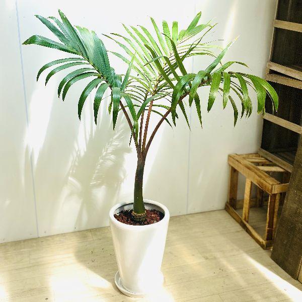 おしゃれ 観葉植物：トックリヤシ 大*陶器鉢 受皿付 大型ヤマト便配送