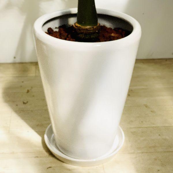 おしゃれ 観葉植物：トックリヤシ 大*陶器鉢 受皿付 大型ヤマト便配送