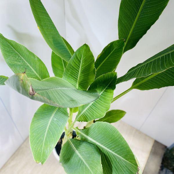 おしゃれ 観葉植物：チュウキンレン*地湧金蓮 プラポット 大型佐川急便