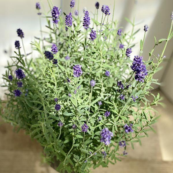 花苗 観葉植物 イングリッシュラベンダー センティヴィア 6号 F5767v 遊恵盆栽 Yahoo 店 通販 Yahoo ショッピング