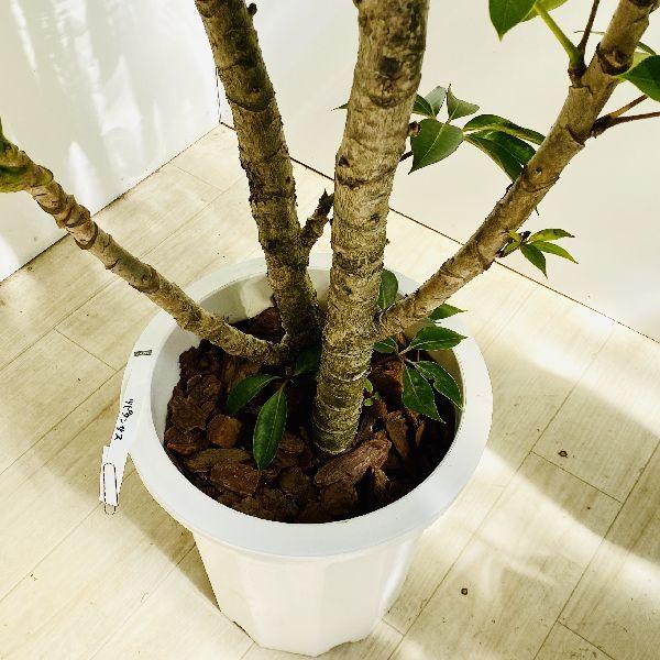 おしゃれ 観葉植物：ツピタンサス*プラポット 大型佐川急便 現品