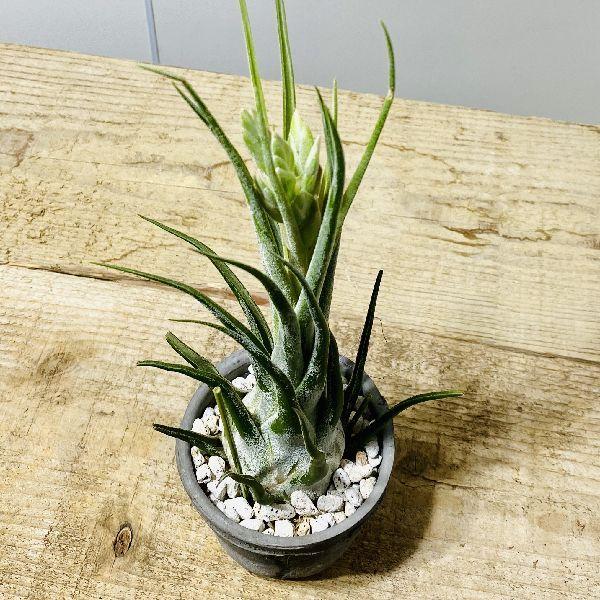 おしゃれ 観葉植物 エアープランツ：チランジア セレリアナHB 鉢植え