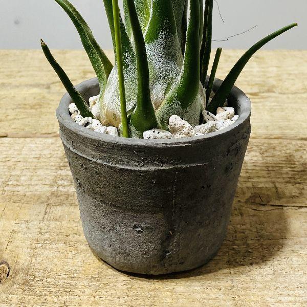 おしゃれ 観葉植物 エアープランツ：チランジア セレリアナHB 鉢植え