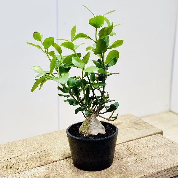 アリ植物 観葉植物 ヒドノフィツム パプアナム 黒プラ 富士砂 F5778v 遊恵盆栽 Yahoo 店 通販 Yahoo ショッピング