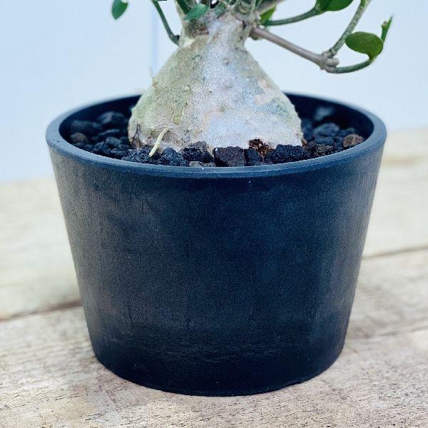 アリ植物 観葉植物 ヒドノフィツム パプアナム 黒プラ 富士砂 F5778v 遊恵盆栽 Yahoo 店 通販 Yahoo ショッピング
