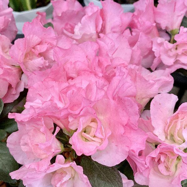 おしゃれ 観葉植物 花苗 鉢花 アザレア 西洋ツツジ 5号 F5781v 遊恵盆栽 Yahoo 店 通販 Yahoo ショッピング