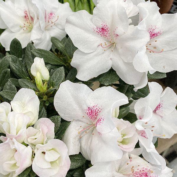 おしゃれ 観葉植物 花苗 鉢花 アザレア 西洋ツツジ 5号 F5781v 遊恵盆栽 Yahoo 店 通販 Yahoo ショッピング