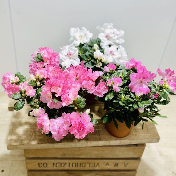 おしゃれ 観葉植物 花苗 鉢花 アザレア 西洋ツツジ 5号 F5781v 遊恵盆栽 Yahoo 店 通販 Yahoo ショッピング