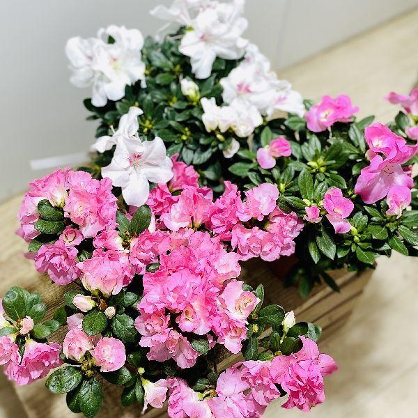 おしゃれ 観葉植物 花苗 鉢花 アザレア 西洋ツツジ 5号 F5781v 遊恵盆栽 Yahoo 店 通販 Yahoo ショッピング