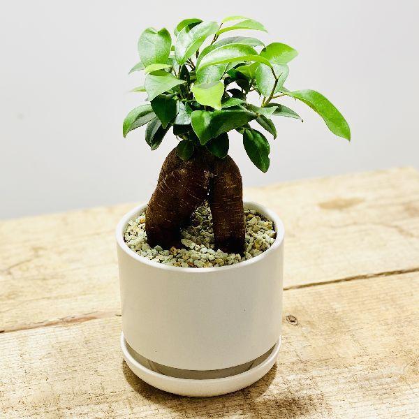 おしゃれ　観葉植物：ガジュマル*白circle 鉢植え 受皿付｜y-bonsai