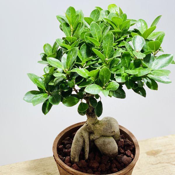 割引クーポン対象品 おしゃれ 観葉植物 ガジュマル モスポット 鉢色選べます 在庫限りセール R4urealtygroup Com