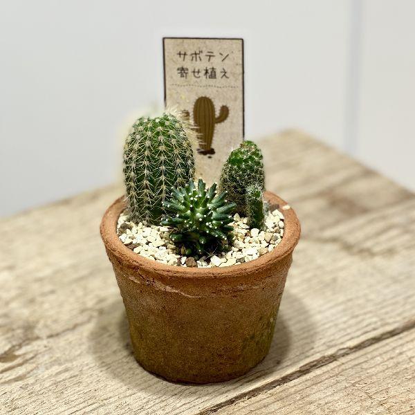 おしゃれ 観葉植物 サボテン寄せ植え モスポット