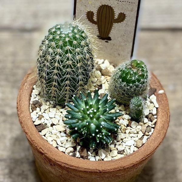 サボテン YHM ④【松久園】サボテン 金鯱 8号 鉢入り ビックサイズ