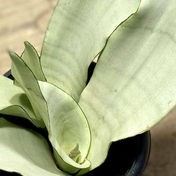 おしゃれ 観葉植物：サンスベリア シルバーキング*5号