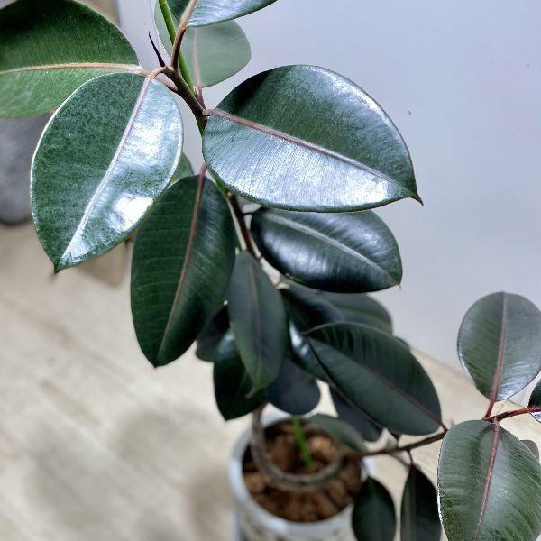 おしゃれ 観葉植物：フィカス バーガンディ*鉢植え 受皿付 クロゴムの
