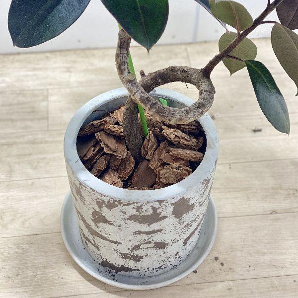 おしゃれ 観葉植物：フィカス バーガンディ*鉢植え 受皿付 クロゴムの 