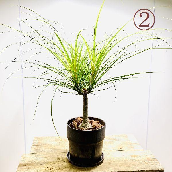 おしゃれ 観葉植物：ポニーテール トックリラン*ノリナ 鉢植え 受皿付