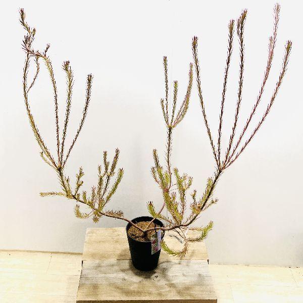 おしゃれ 観葉植物 苗：リューカデンドロン ケープスパイス*5号 : 遊恵