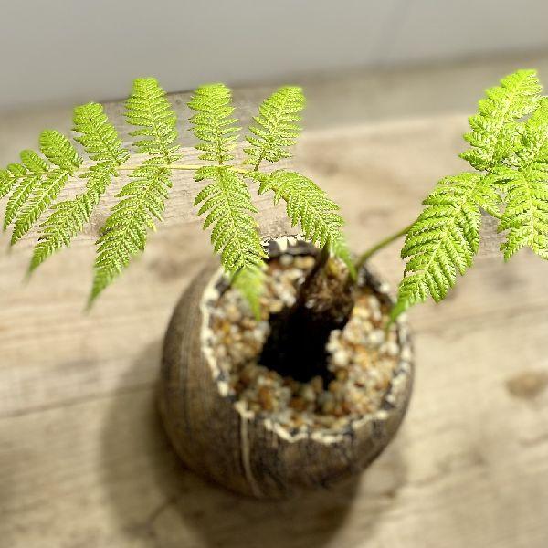 おしゃれ 観葉植物 シダ植物：ヘゴシダ*信楽焼き鉢 受皿付 現品をお