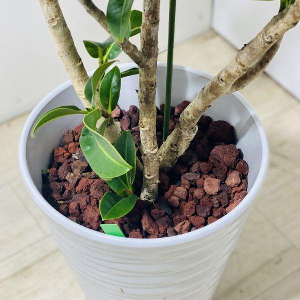 おしゃれ 観葉植物：フィカス アポロゴムの木*鉢植え 現品をお届け