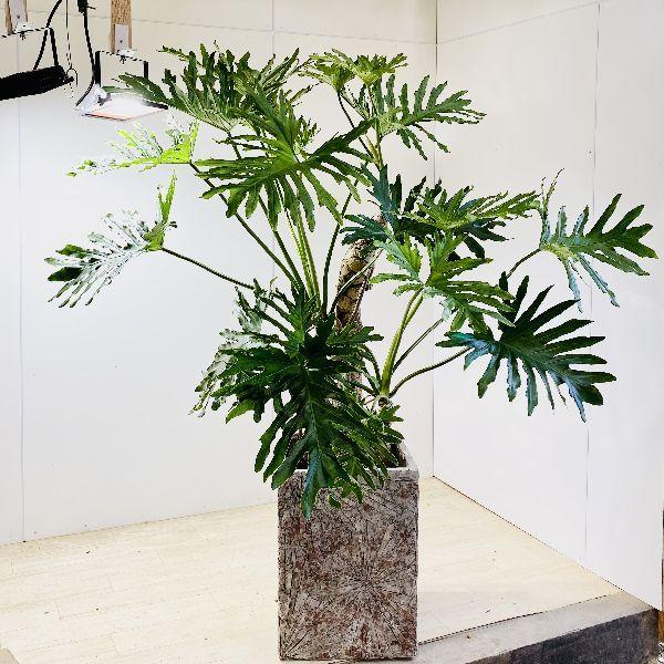 値引 おしゃれ 観葉植物 フィロデンドロン セローム 鉢カバー付 現品をお届け 大型佐川便配送 2箱でお届け F54v 遊恵盆栽 Yahoo 店 通販 Yahoo ショッピング 安いそれに目立つ Www Jolimmo Ch