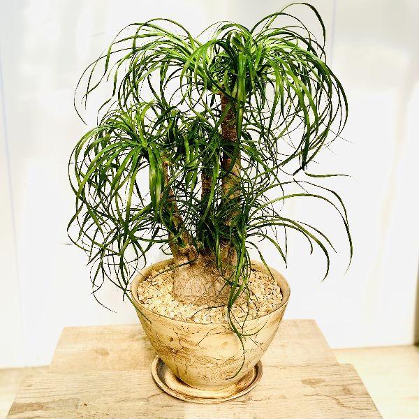 観葉植物：ポニーテール トックリラン ノリナ*信楽焼き鉢植え 受皿付