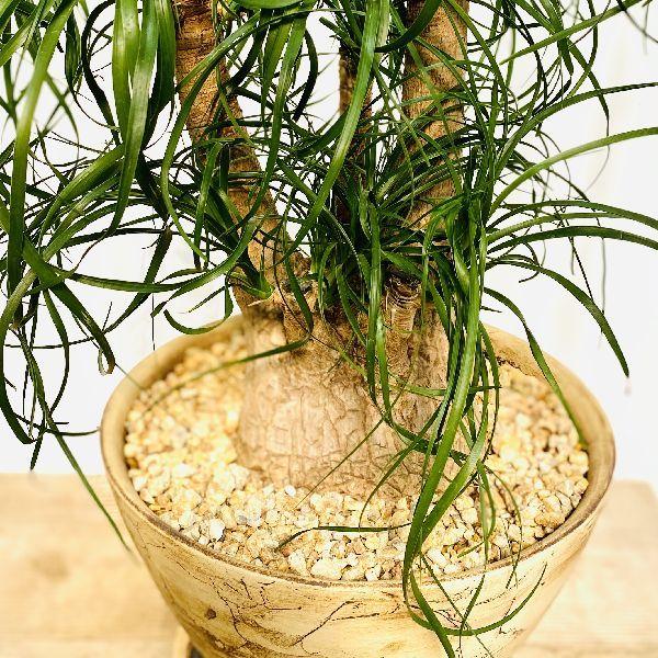 正規品 観葉植物 ポニーテール トックリラン ノリナ 信楽焼き鉢植え 受皿付 現品をお届け 値下げ Trevipack Pt