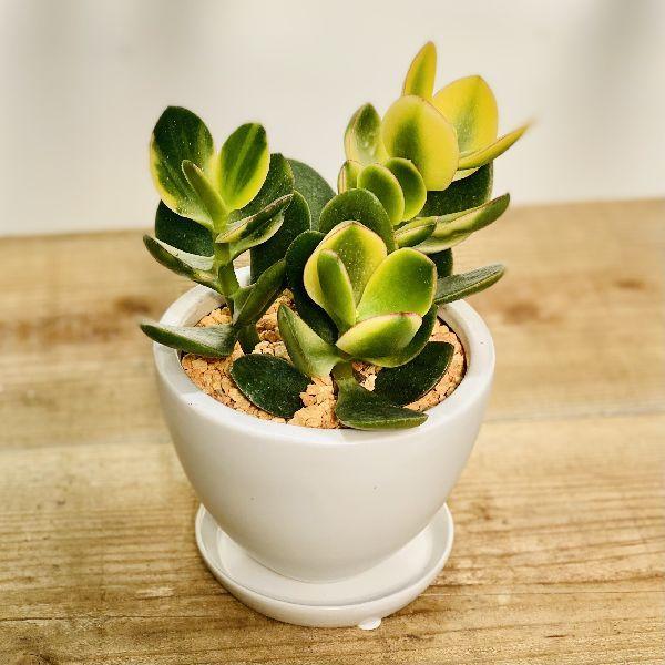 おしゃれ 観葉植物 金のなる木 花月 キラメキ 丸い鉢植え 受皿付 F5849v 遊恵盆栽 Yahoo 店 通販 Yahoo ショッピング