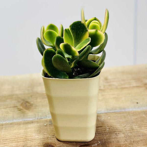 低価格で大人気の おしゃれ 観葉植物 金のなる木 花月 キラメキ プラポット 2個セット