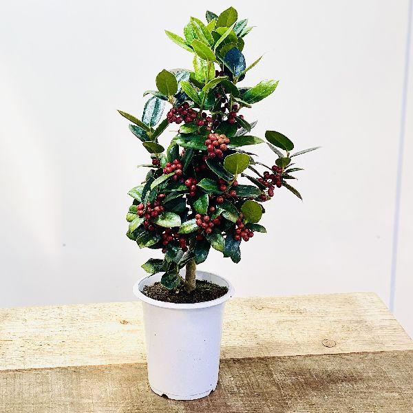 観葉植物 花木：クリスマスホーリー*チャイニーズホーリー 西洋