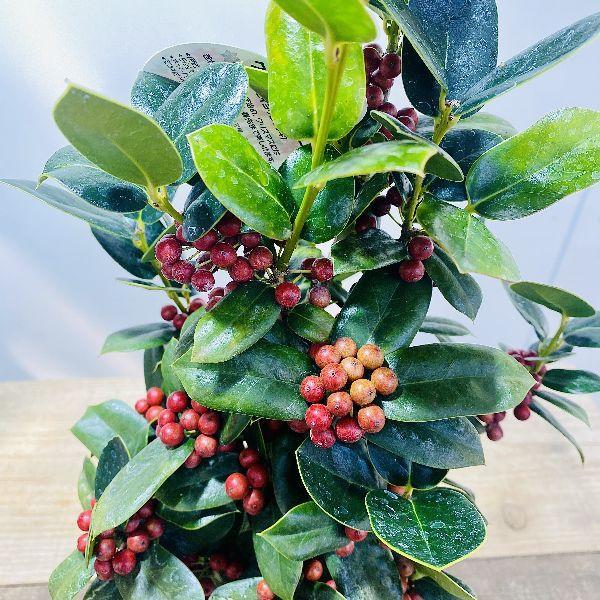 観葉植物 花木 クリスマスホーリー チャイニーズホーリー 西洋ヒイラギ 4号 プラポット F5851v 遊恵盆栽 Yahoo 店 通販 Yahoo ショッピング